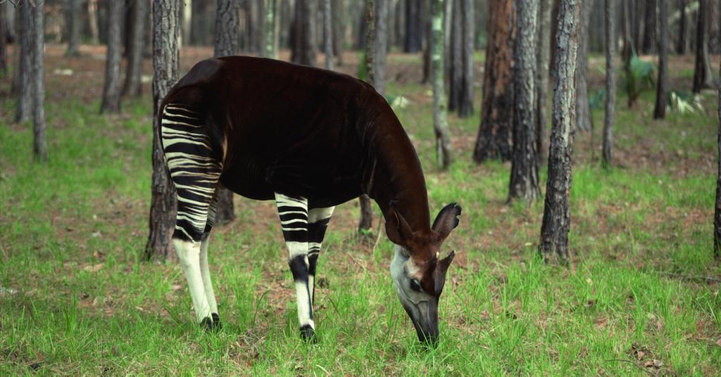How To Protect Endangered Species
