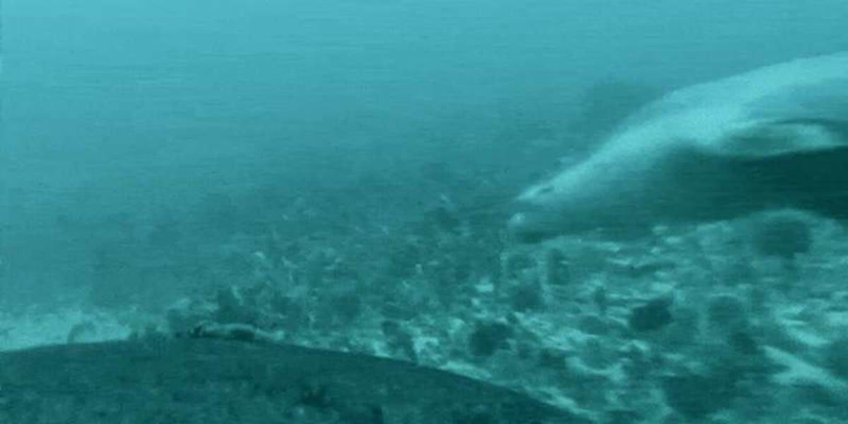 pn/fef a af ccf eeaedf