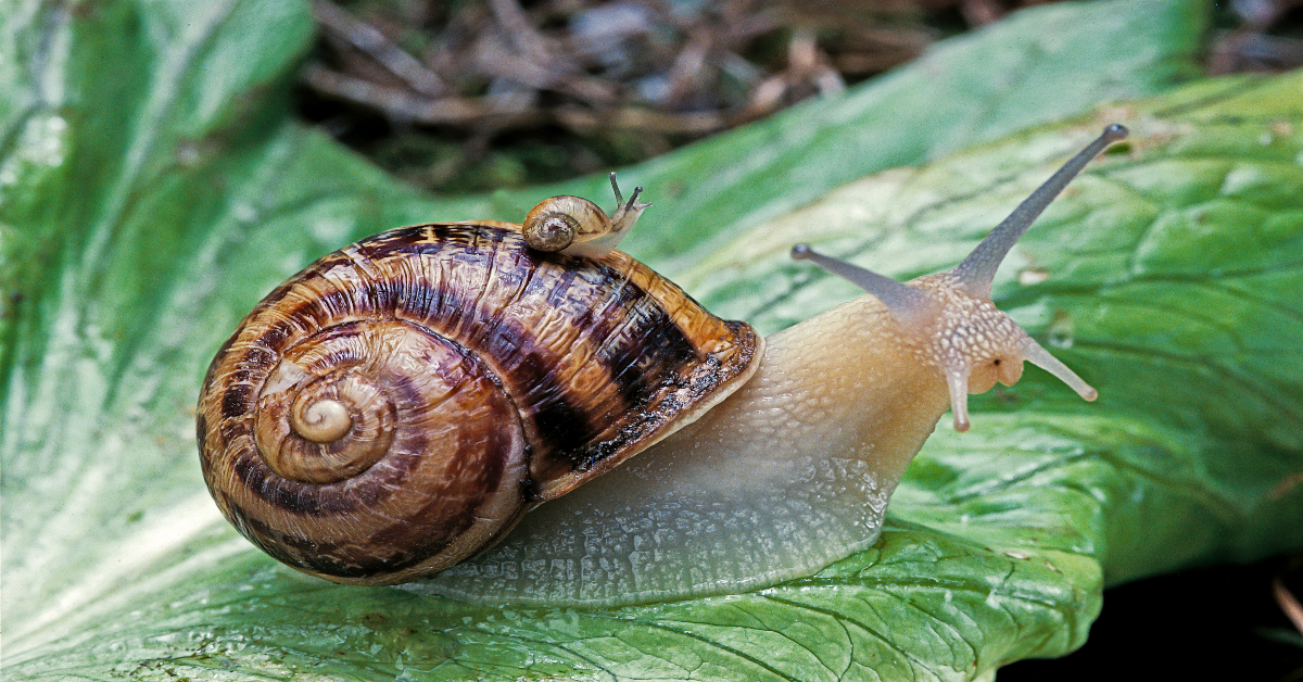 The Snails are Coming! The Snails are Coming!