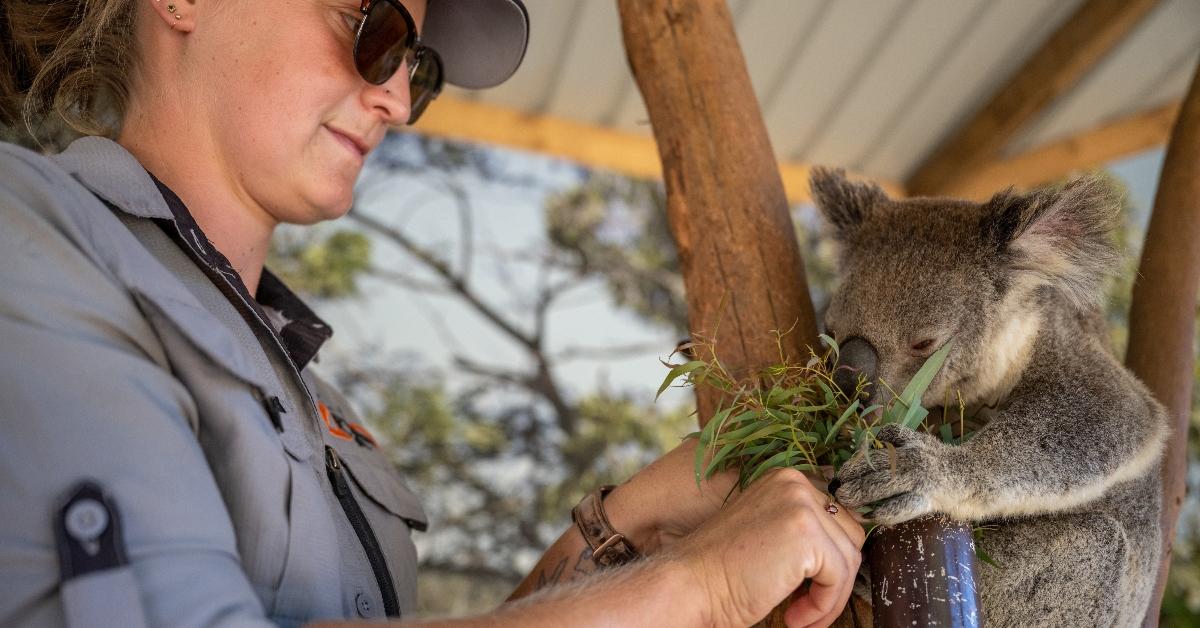 Greedy Koala Eats Nearly $4,000 Worth of Plants Meant for Others