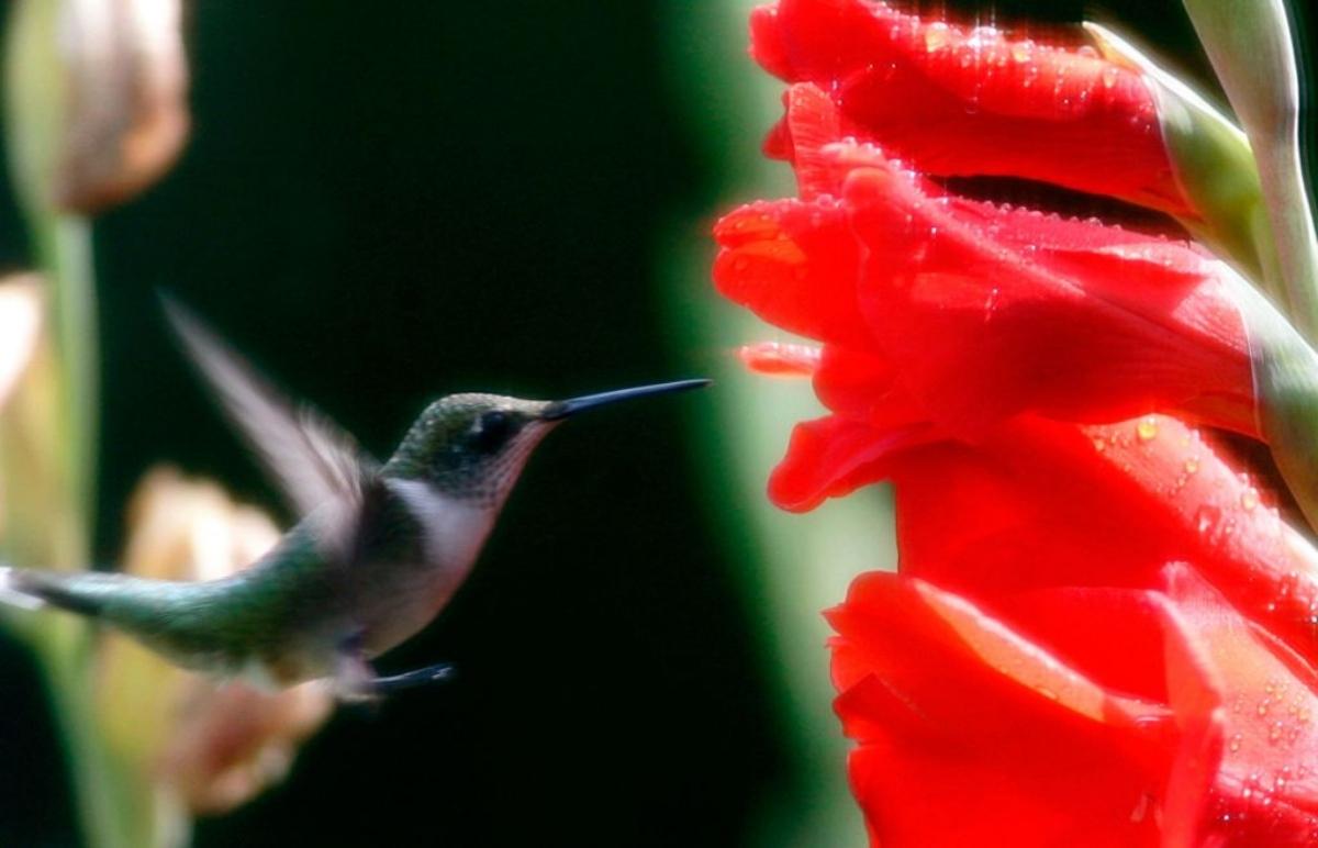 Close-up of hummingbird and gladiolus.