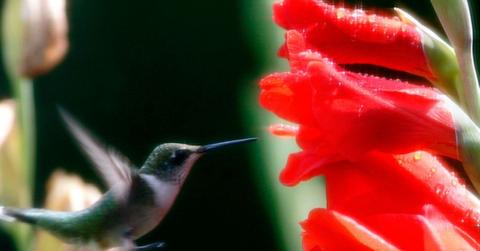 Close-up of hummingbird and gladiolus.