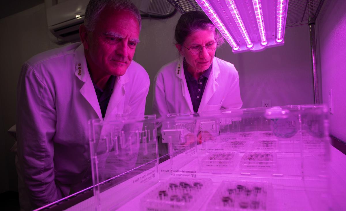 NASA scientists plants grow in moon soil