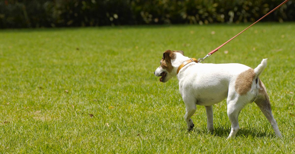 Leash Training