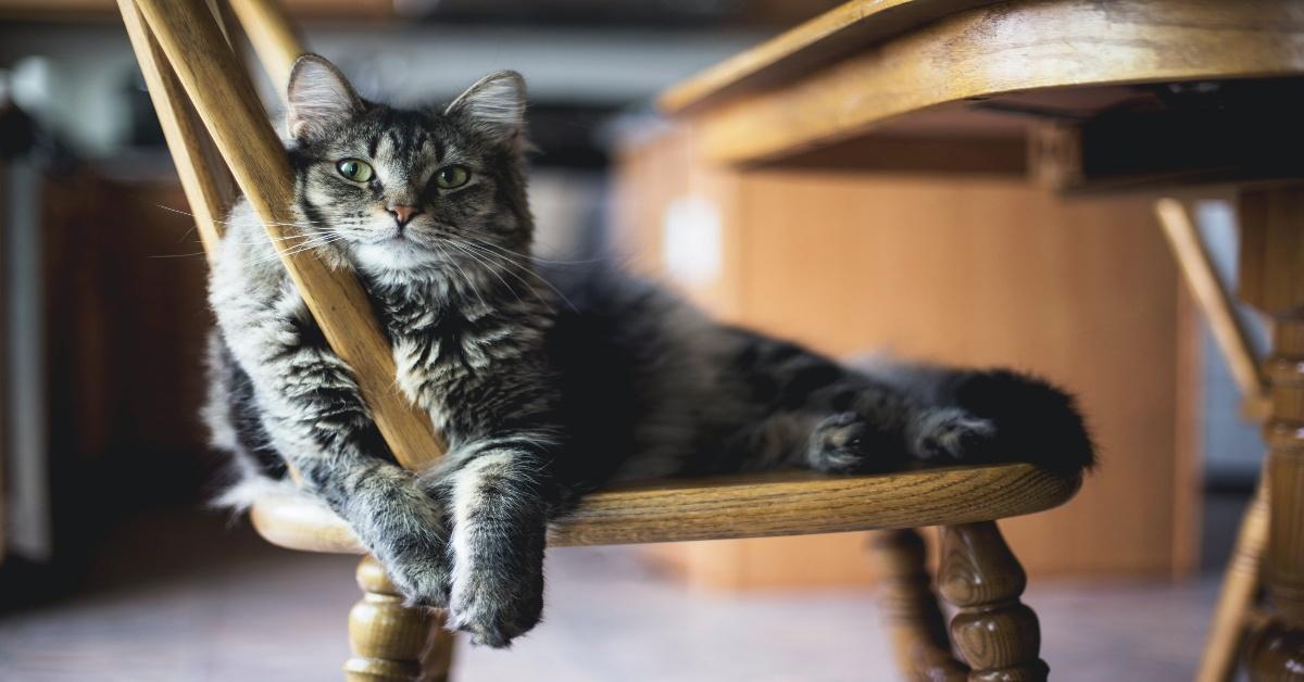 A fluffy grey cat sits on a chair. 