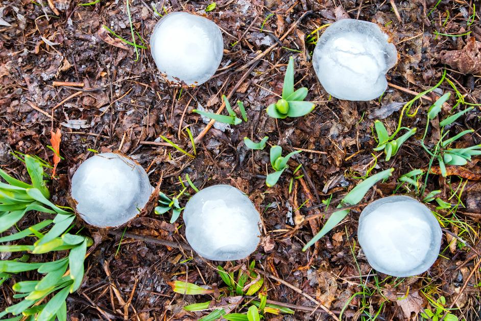 A stock photo of hail balls on the ground. 