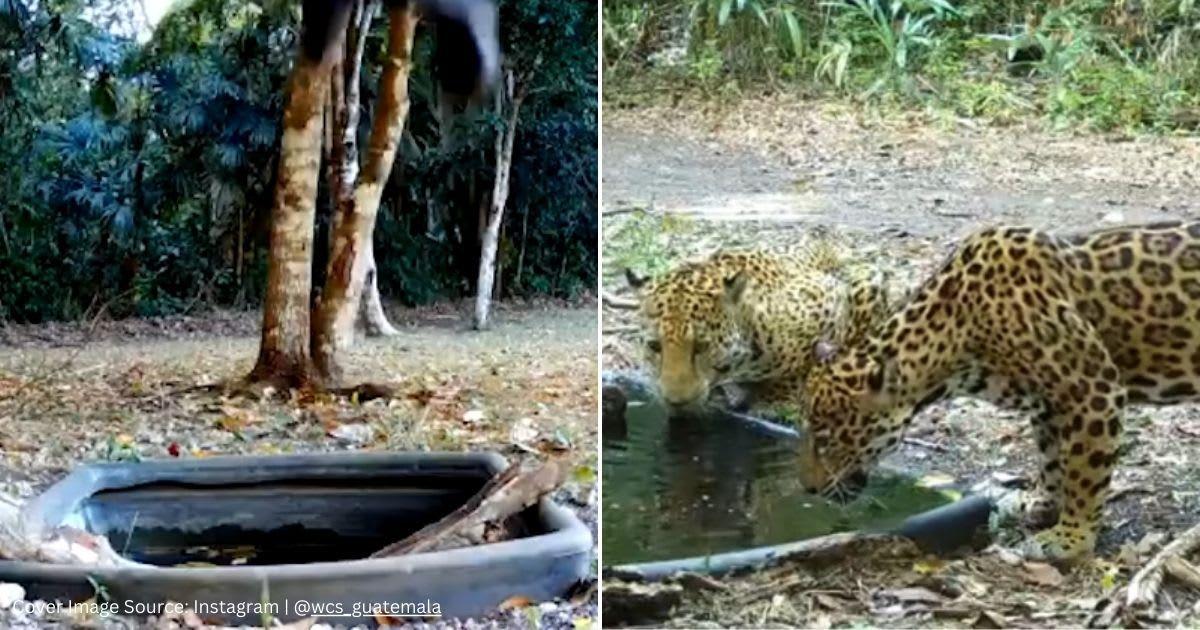 Screenshots of wild animals drinking water. (Cover Image Source: Instagram | @wcs_guatemala)