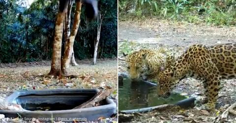 Screenshots of wild animals drinking water. (Cover Image Source: Instagram | @wcs_guatemala)