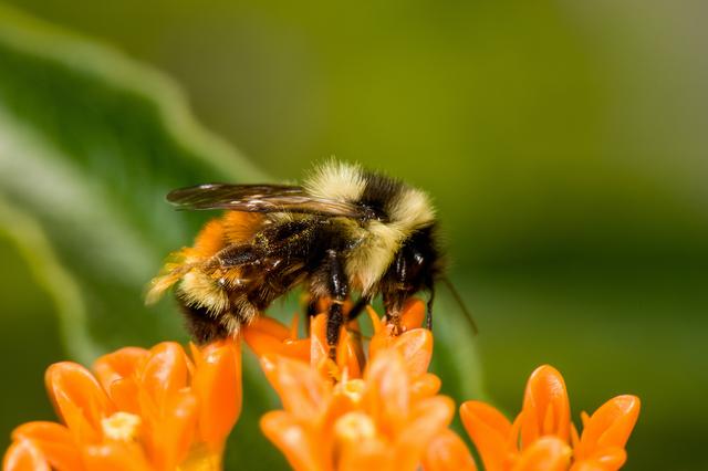 Bumblebees Bite Plants So They Bloom Sooner and Produce Pollen