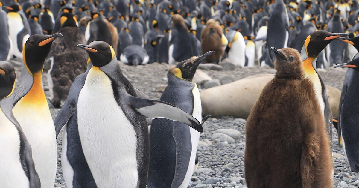 King Penguins Macquarie Island