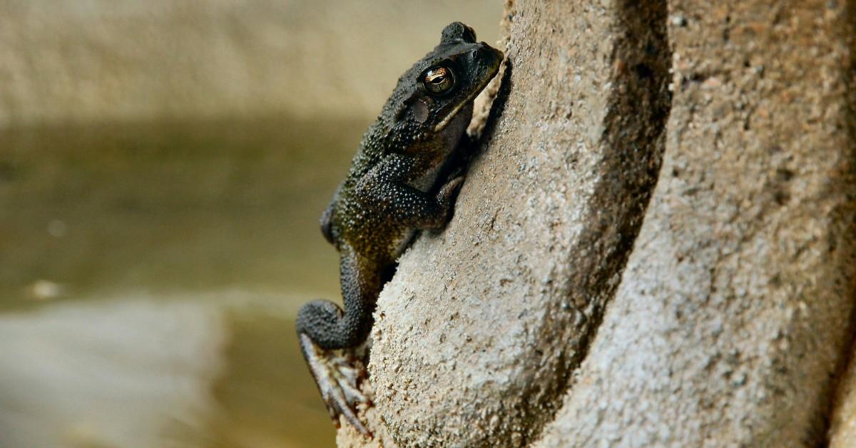 A black frog clings to the side of a fountain