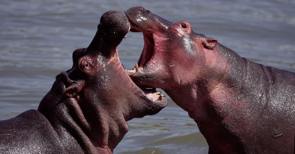 Two hippos fight with their mouths open