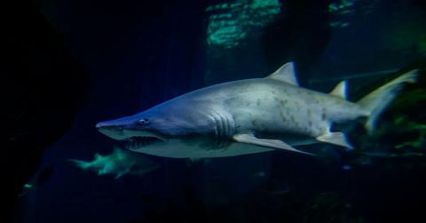 Surreal shark swimming in deep waters (Representative Cover Image Source: Getty Images | Skaman306)