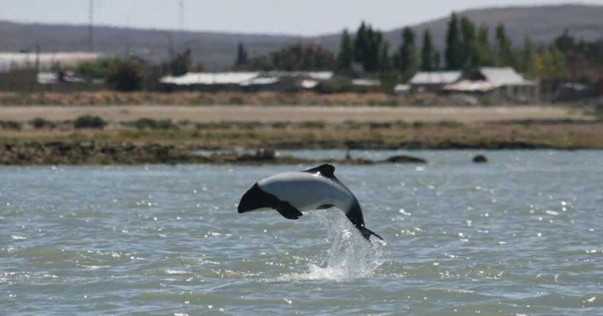 Commerson’s dolphin (Cover Image Source: WDC - NA)