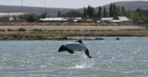 Commerson’s dolphin (Cover Image Source: WDC - NA)