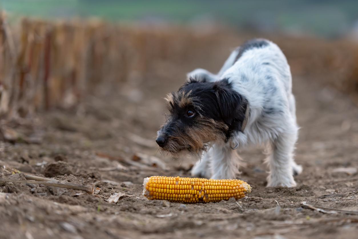 Corn on the Cob