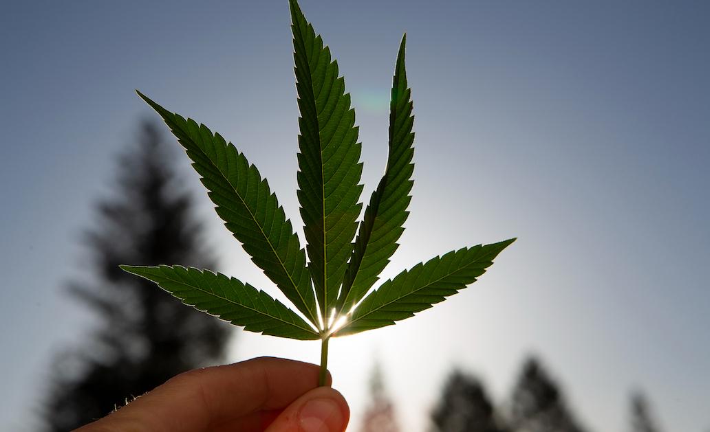 A hand holds a cannabis leaf in front of the sun