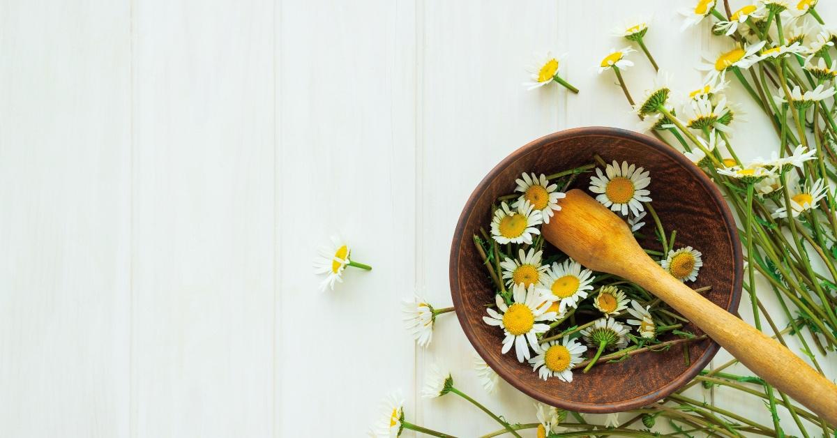 Chamomile flowers 