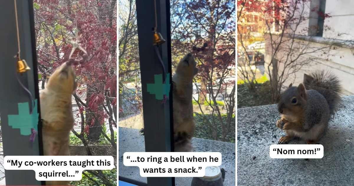 Microbiologists trained Kluvyer, the squirrel, to ring a bell each time he wanted a treat. (Cover Image Source: TikTok | @aethleflaed)