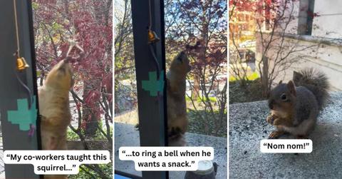 Microbiologists trained Kluvyer, the squirrel, to ring a bell each time he wanted a treat. (Cover Image Source: TikTok | @aethleflaed)