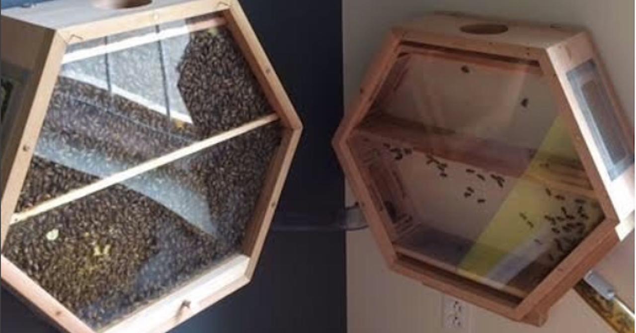 Company Builds Bee Hives You Can Install in Your Living Room