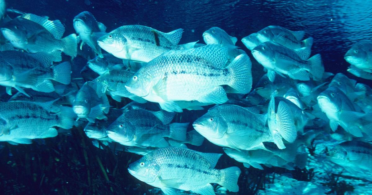 School of tilapia swimming together in blue light. 