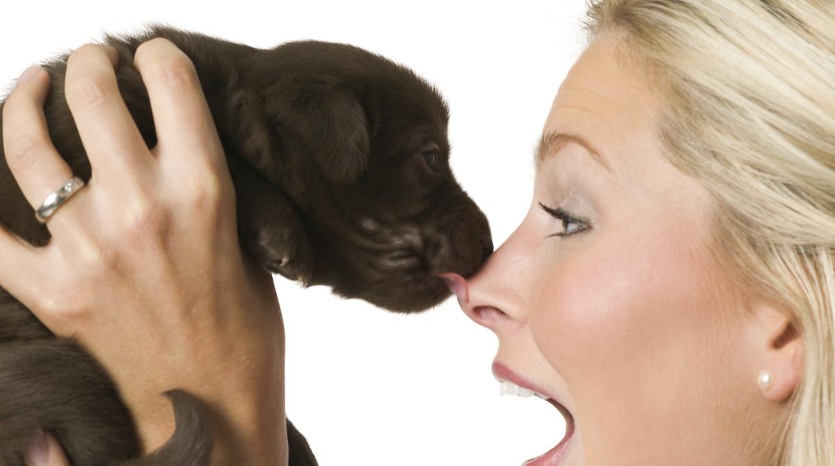 What Does It Mean When a Dog Licks You?
