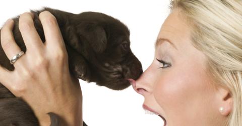 What does it mean when a dog licks you?