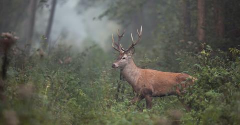 world environment day biodiversity