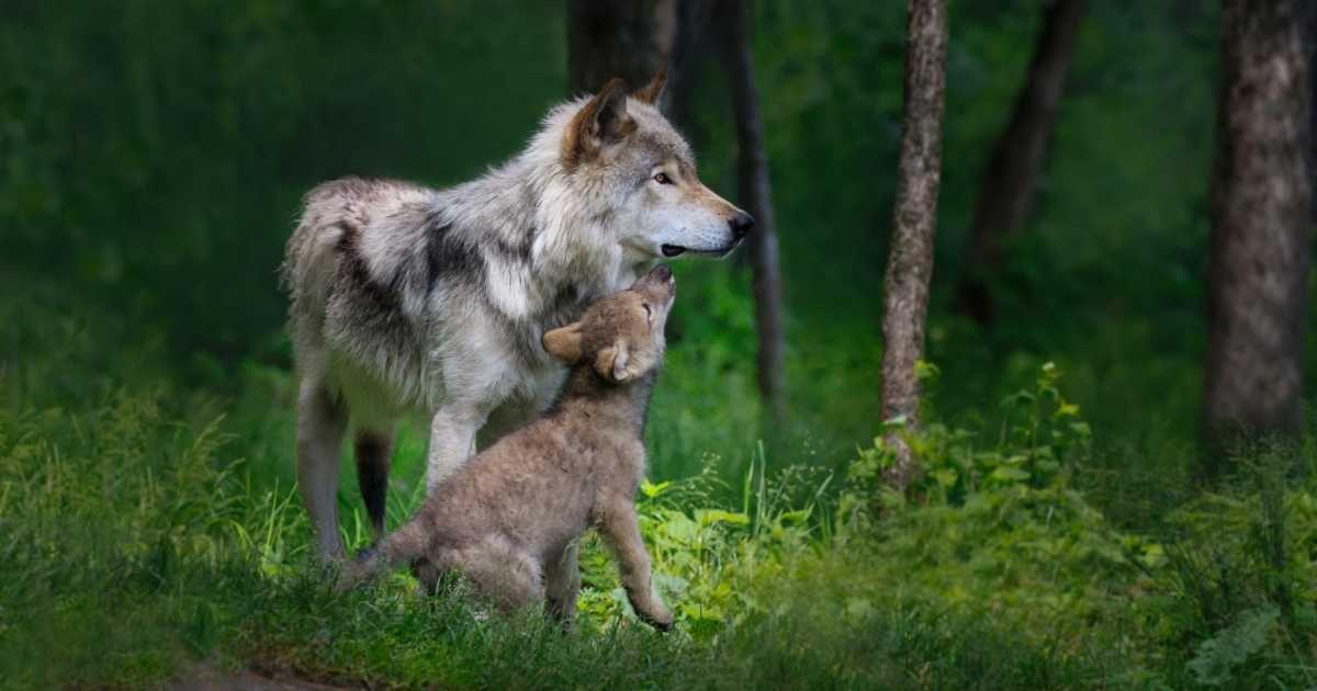 A gray wolf, along with its pup, in the wild. (Representative Cover Image Source: Getty Images | Adria Photography)