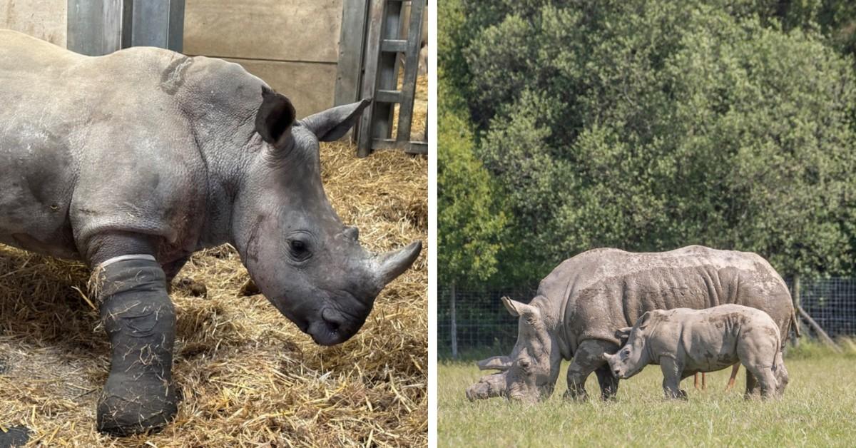 Amara the rhino uses her fractured leg while moving around the grounds of the Knowsley Safari