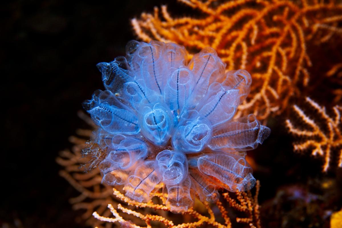 Blue sea salp with orange coral.