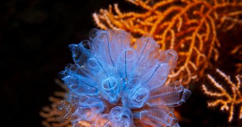 Blue sea salp with orange coral.