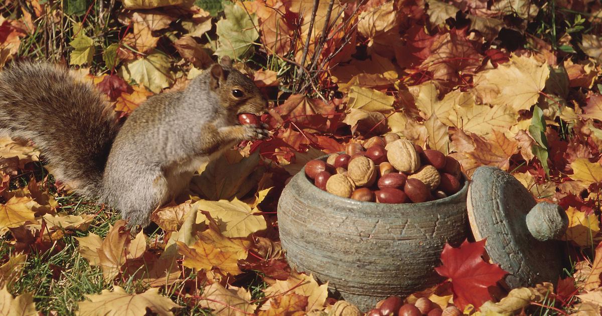 Squirrel putting nuts in its mouth on the ground with leaves.