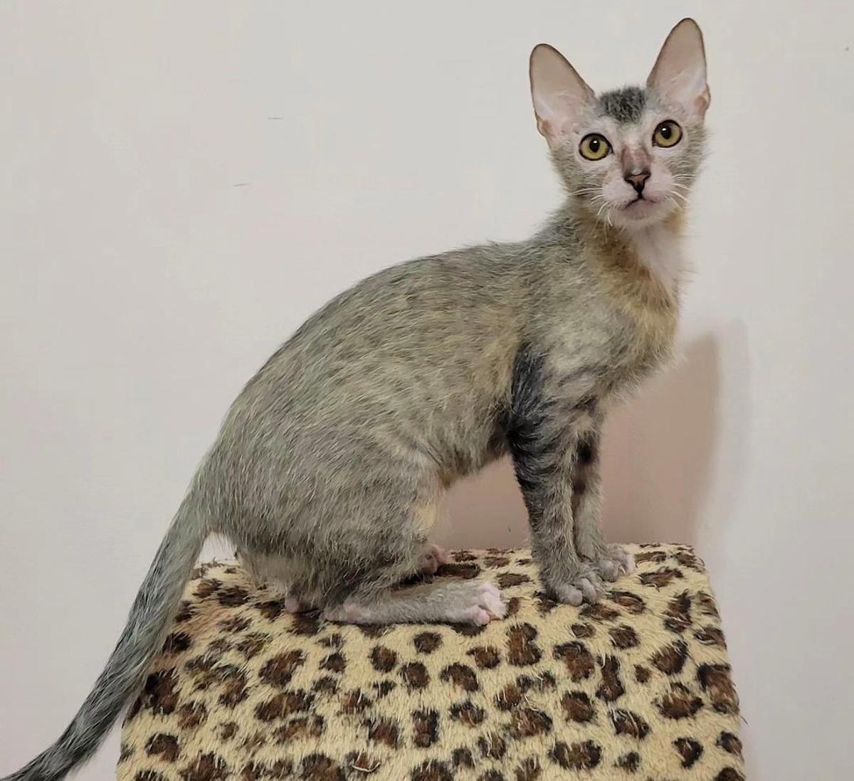 Lykoi cat hot sale for adoption