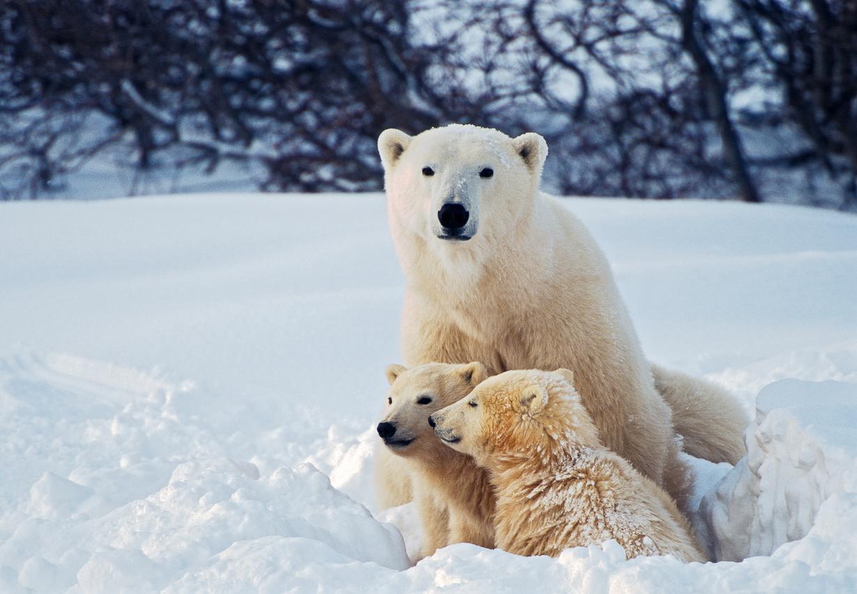 A mother polar bear sits with her two polar bear cubs in the snow.