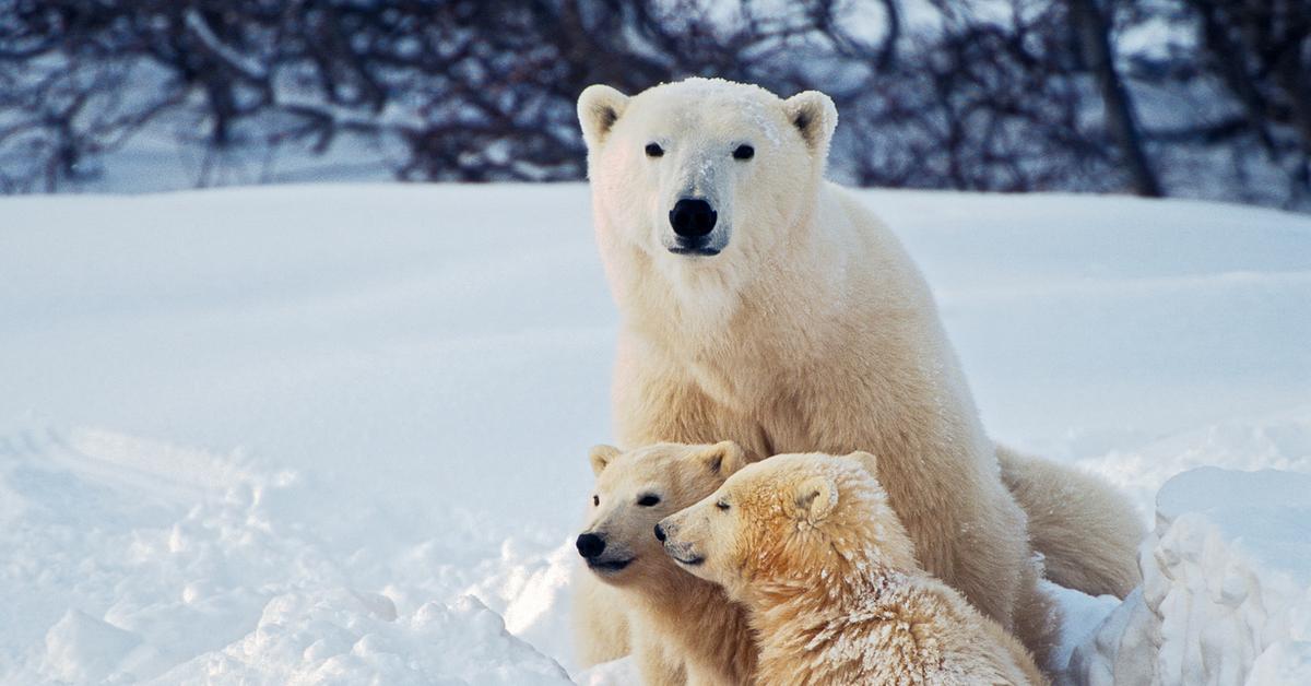 Are There Polar Bears in Antarctica? A Scientist Explains