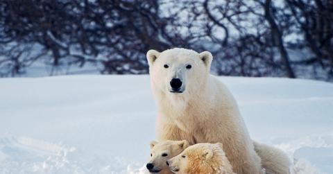 A mother polar bear sits with her two polar bear cubs in the snow.