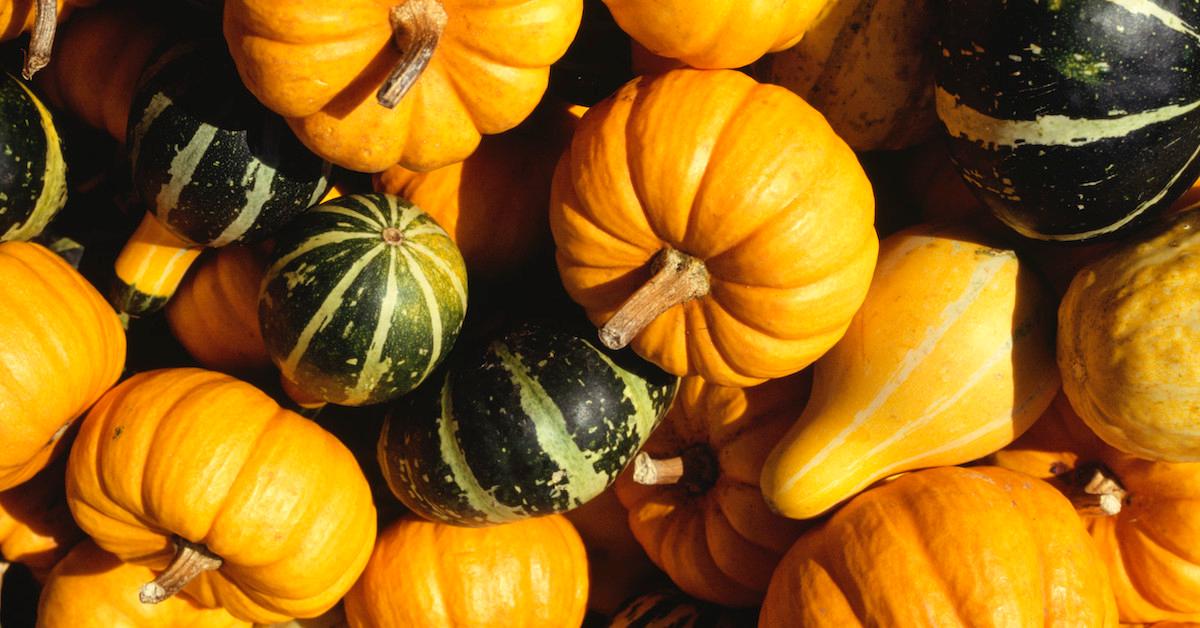 can-you-eat-gourds-what-to-do-with-them-when-fall-is-over