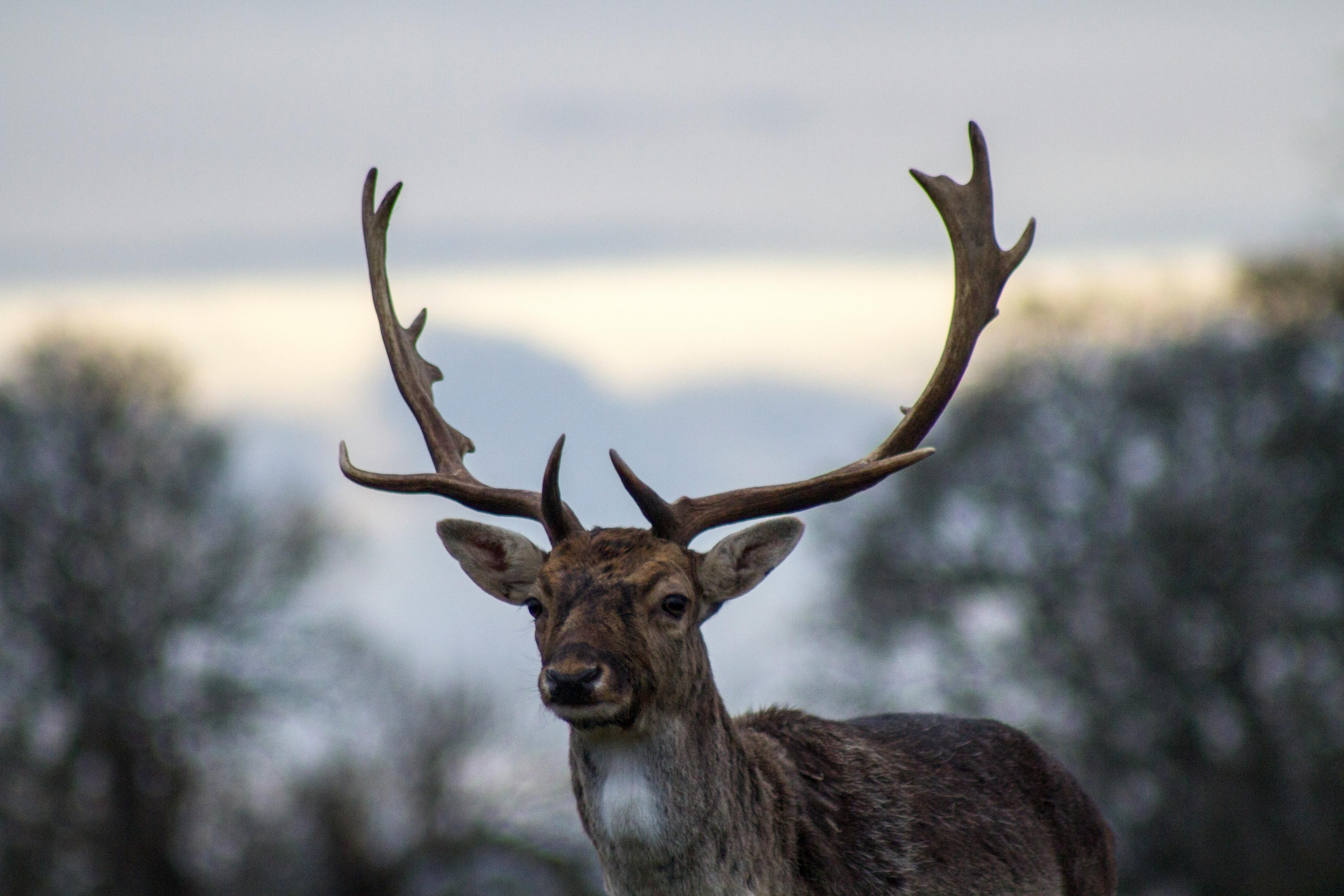 A close-up portrait of a deer with large antlers with a blurry, snowy background behind the deer.