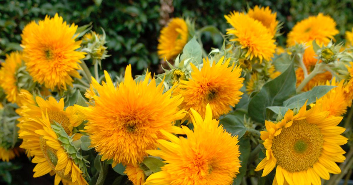 Dandelions: How to Prepare Them, Health Benefits, and Beyond