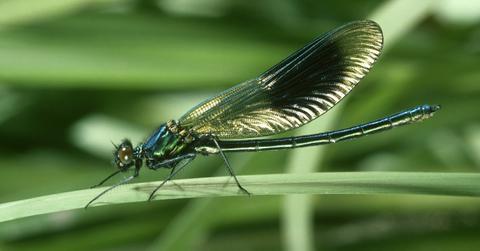 A male banded dragonfly: sits on a branch