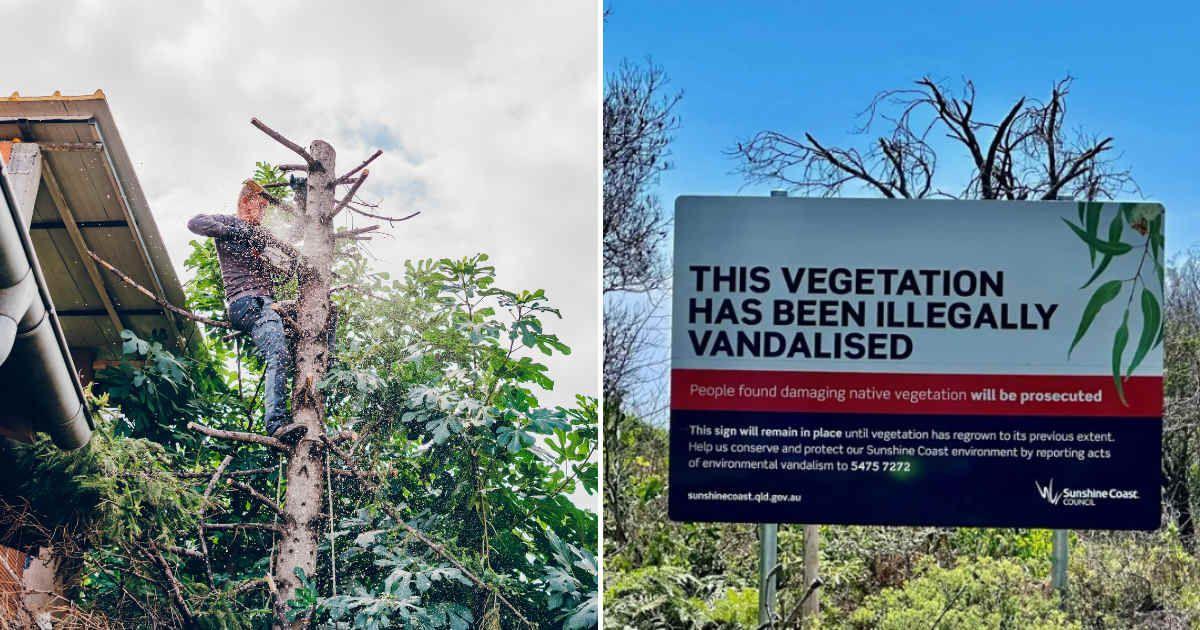 (L) Man cutting a tall confirous tree in front of his home. (Representative Cover Image Source: Getty Images | Vilin Visuals), (R) Australian government's signboard warning the vandals. (Cover Image Source: Reddit | u/Rd28T)