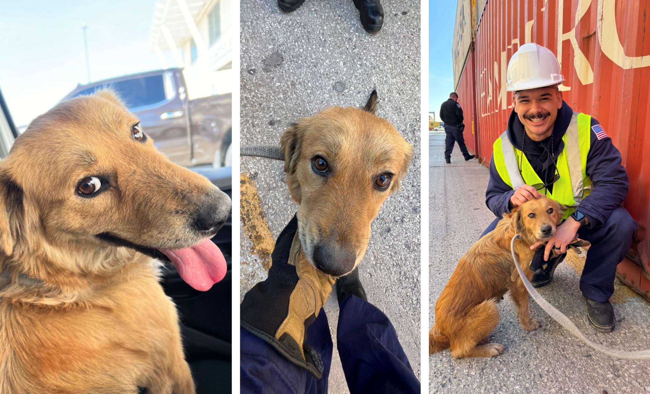 A collage of three photos of Connie the Container Dog from the U.S. Coast Guard Facebook page.