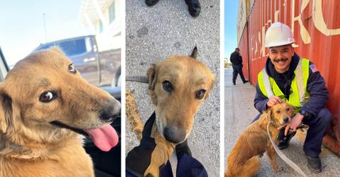 A collage of three photos of Connie the Container Dog from the U.S. Coast Guard Facebook page.