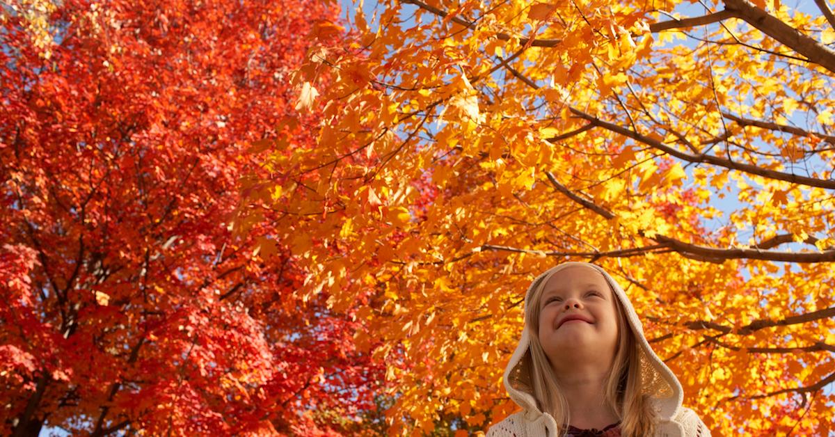 Why Do Leaves Change Colors in the Fall?