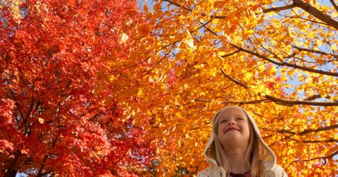 Why do leaves change colors?