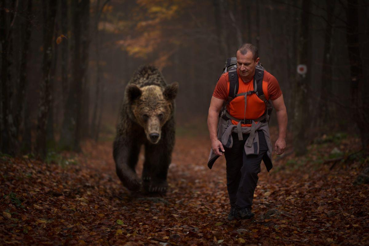 A grizzly bear walks behind a hiker in the forest.