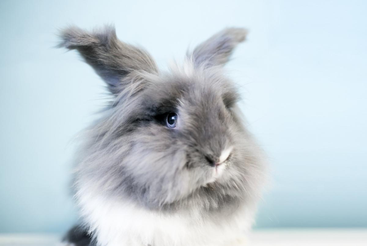 grey lionhead rabbit with blue eyes