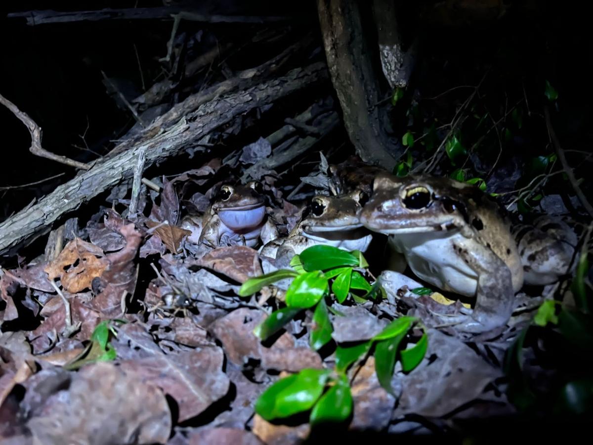 three mountain chicken frogs huddled in leaves at night